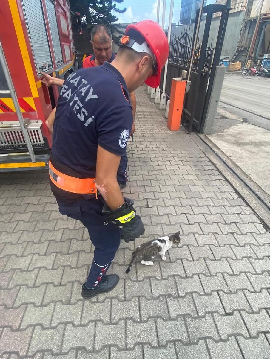 Ağa&ccedil;ta mahsur kalan kedi kurtarıldı
