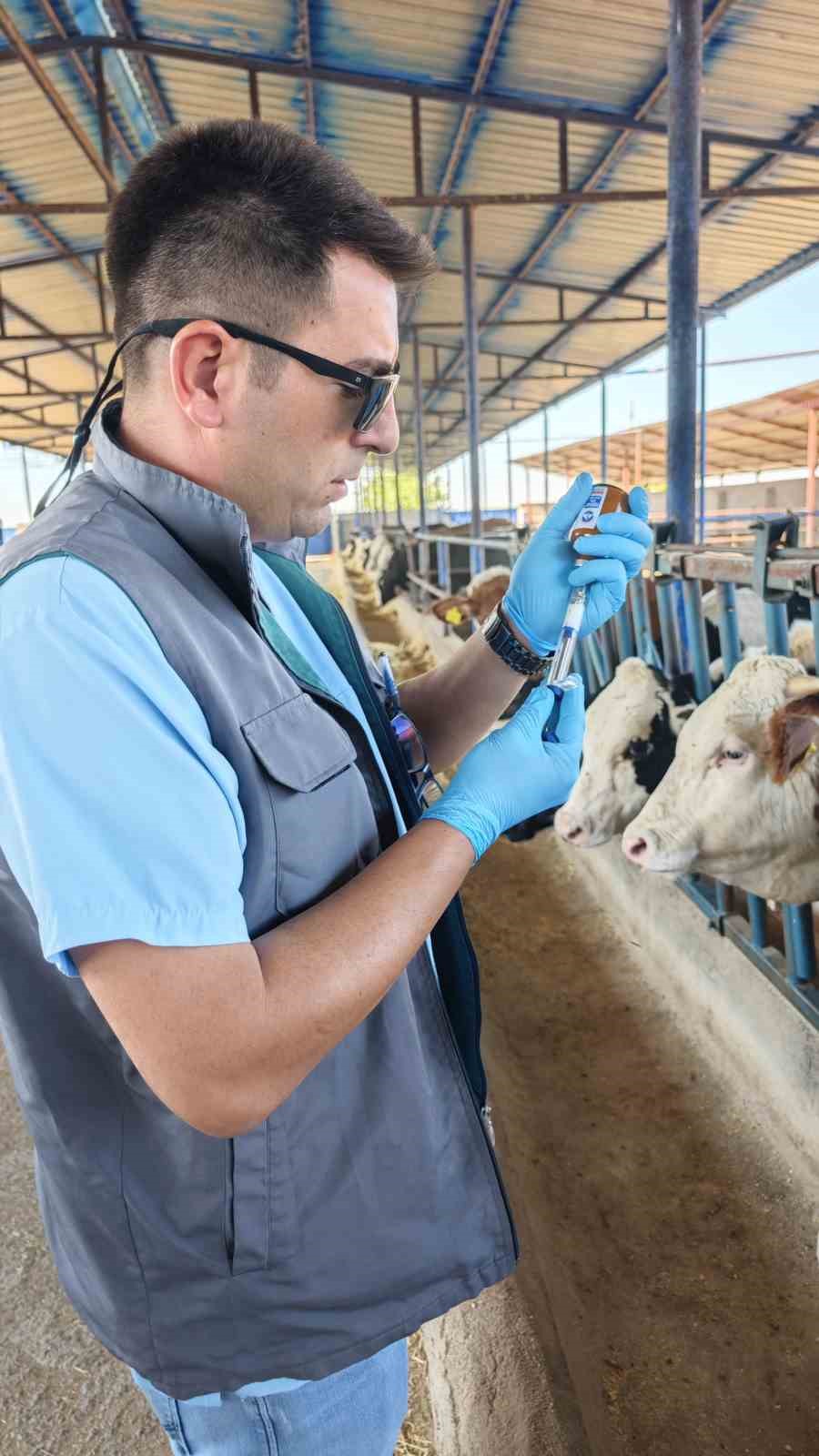 Niğde&rsquo;de 190 bin hayvana şap aşısı yapıldı
