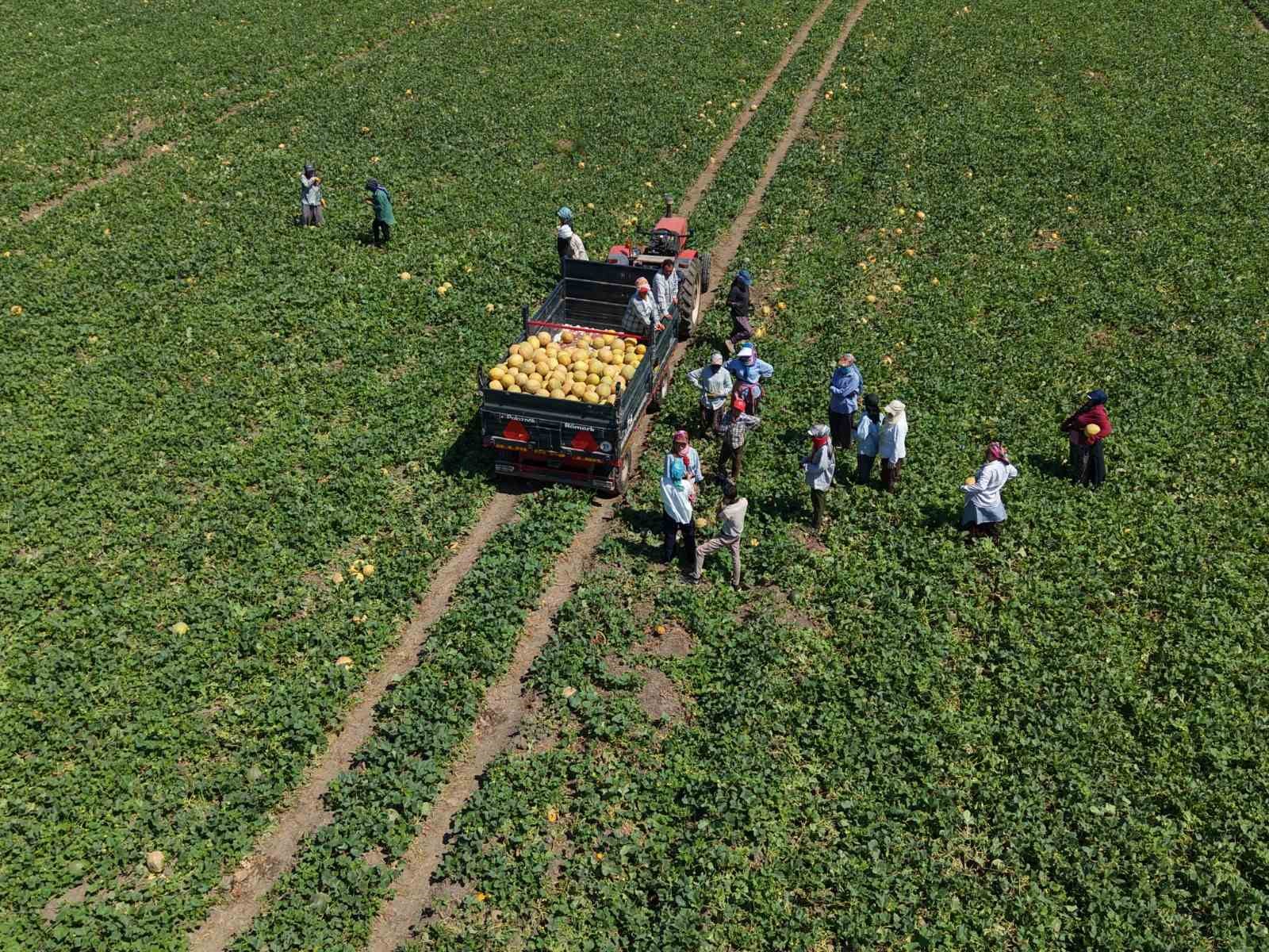 Kadın iş&ccedil;iler ekmek parasını topraktan &ccedil;ıkarıyor
