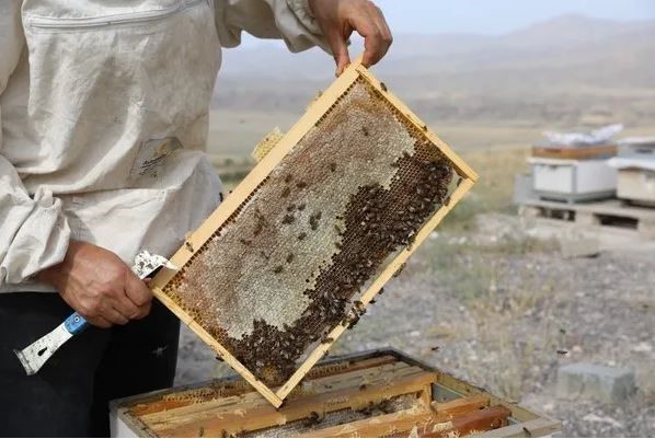 Iğdır Üniversitesi Ağrı Dağı eteklerinde ürettiği balın hasadını yaptı