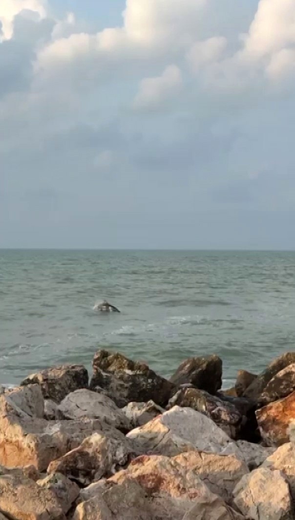 Karataş’ta yunuslar görüntülendi