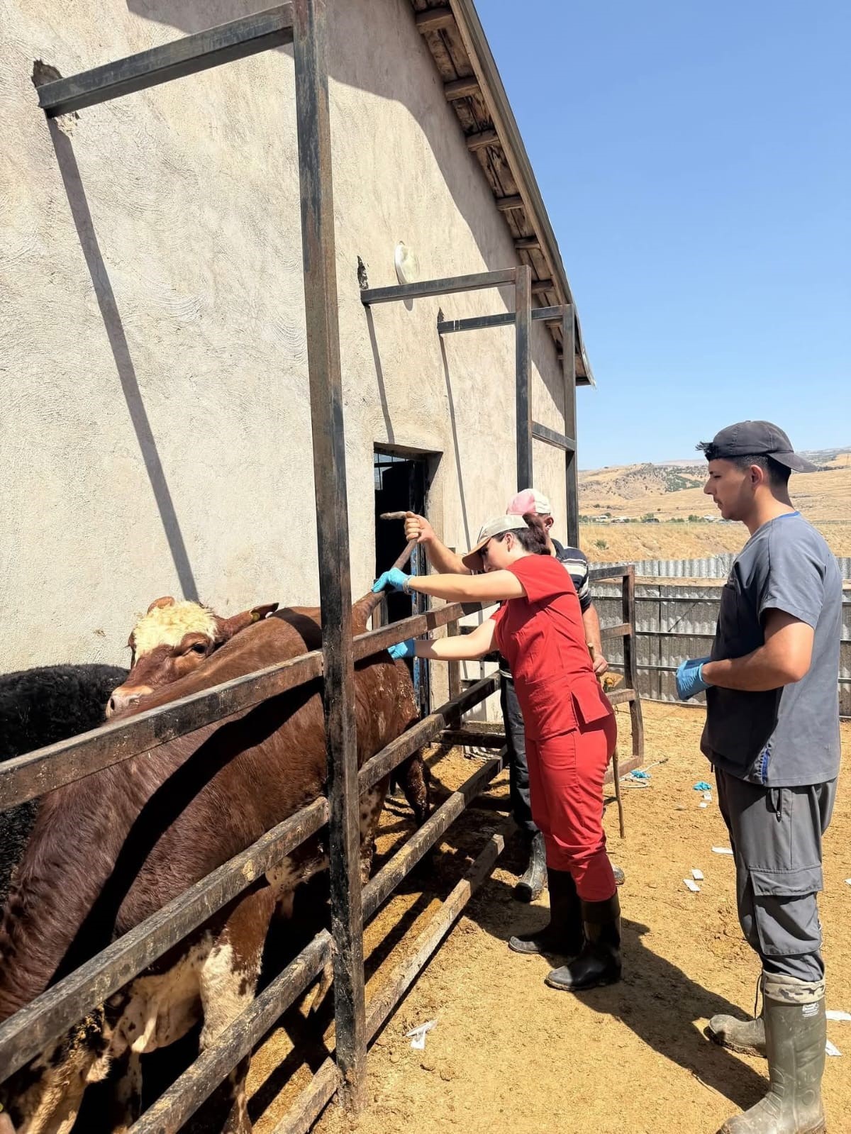 Elazığ&rsquo;da besilik ithal hayvanlarda numune &ccedil;alışması yapıldı
