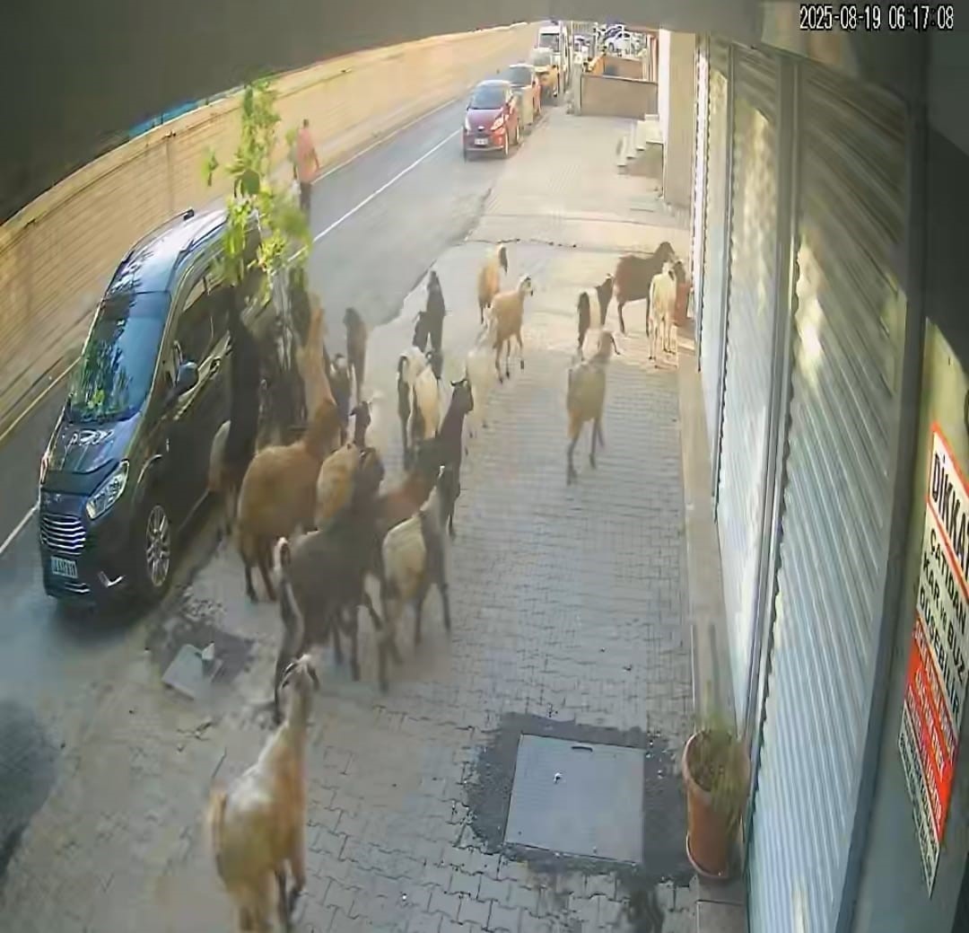 Tatvan’da keçinin inadı limon ağacını devirdi