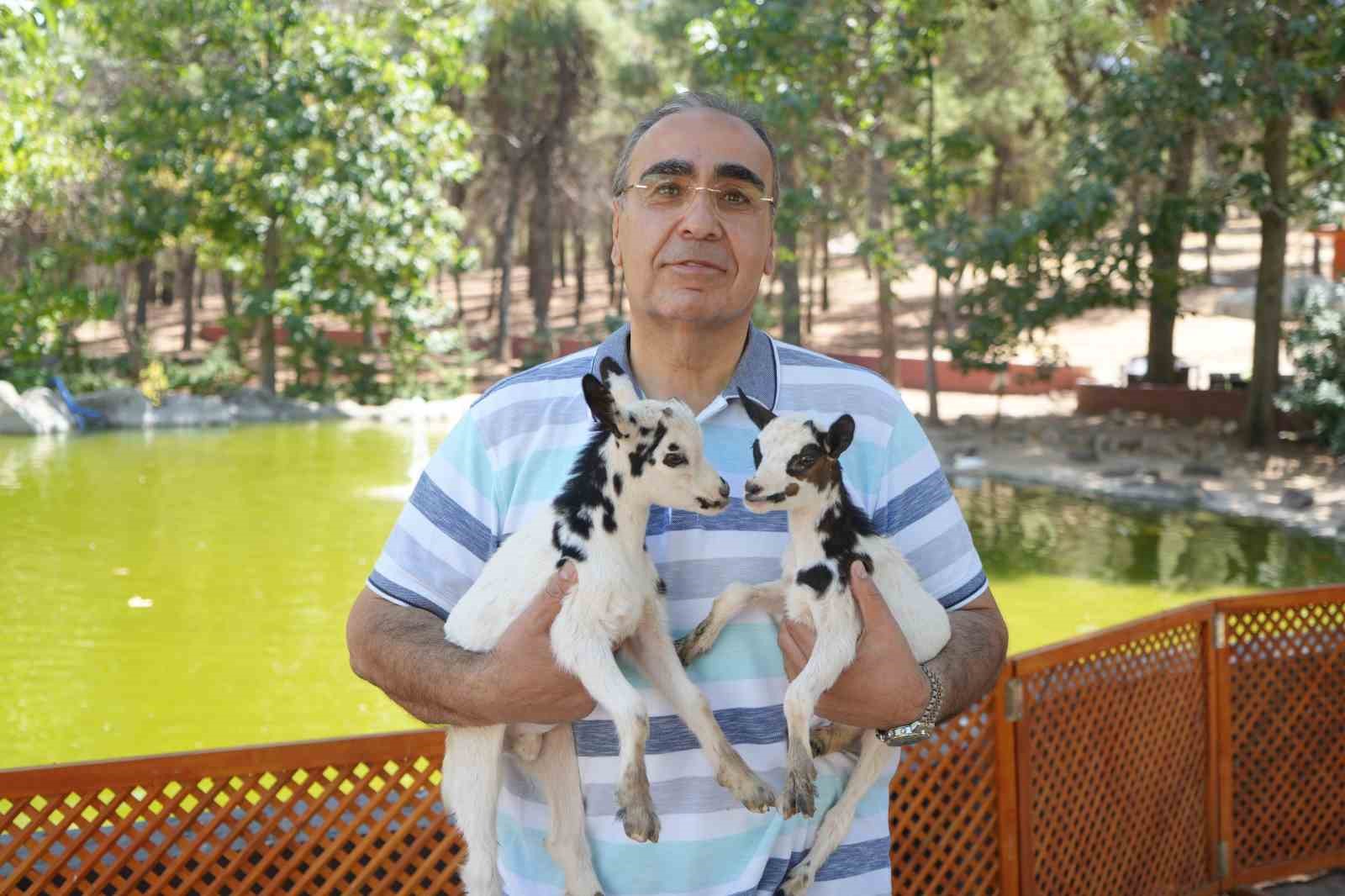 Cüce keçiler Gaziantep Doğal Yaşam Parkı’nda dördüz doğuruyor