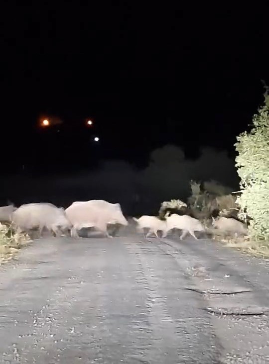 Domuz sürüsü köy yolunda görüntülendi