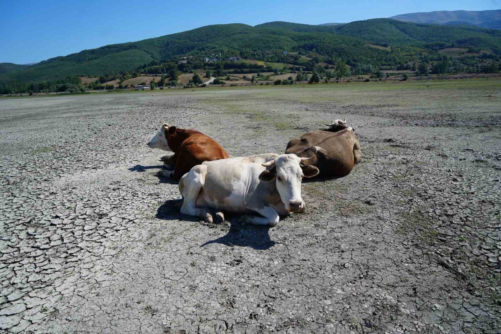 Kuraklığın en acı görüntüsü: Ladik Gölü’nde inekler otlamaya başladı