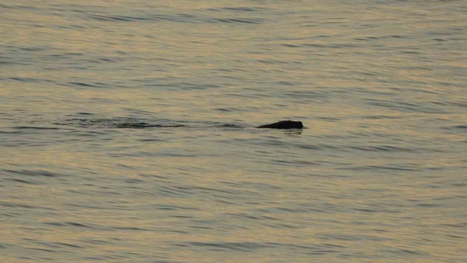 Artık çok sık görülmeye başladılar