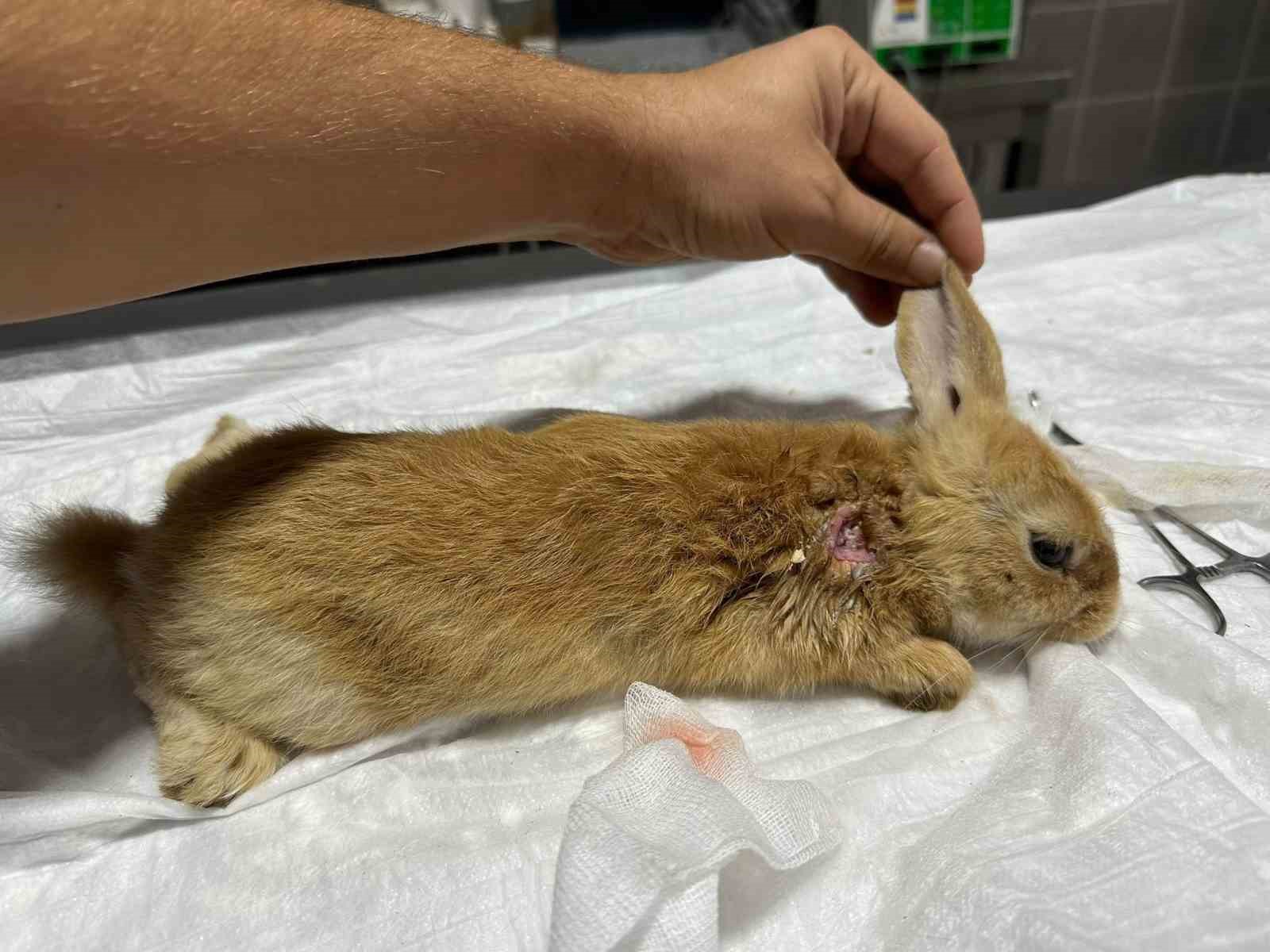Yaralı halde bulunan tavşan tedavi altına alındı