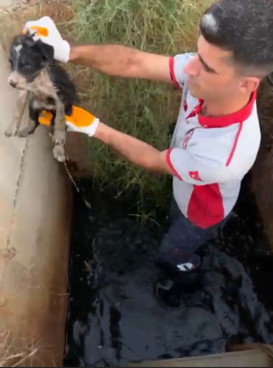 Osmaniye atık su kuyusunda mahsur kalan 2 yavru k&ouml;pek kurtarıldı
