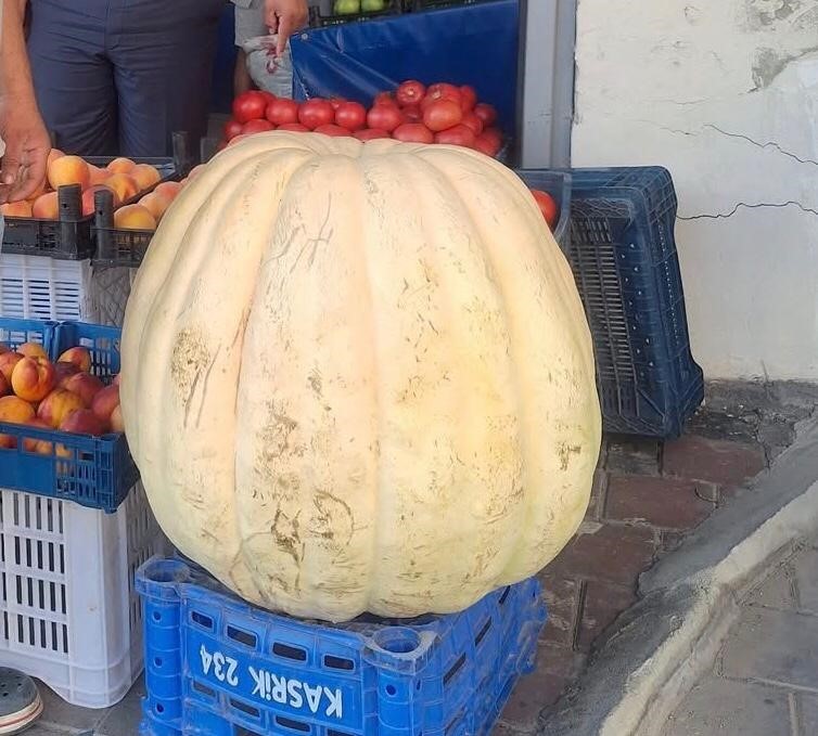 Devasa bal kabağını görenler şaştı kaldı