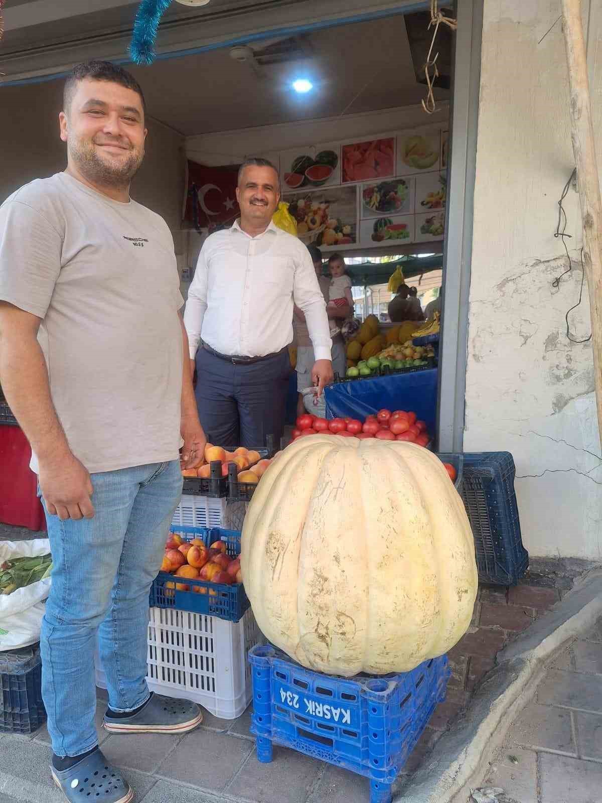 Devasa bal kabağını g&ouml;renler şaştı kaldı
