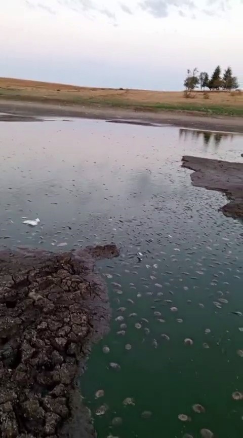 Tekirdağ&rsquo;da g&ouml;lette oksijen azalması nedeniyle balık &ouml;l&uuml;mleri yaşandı
