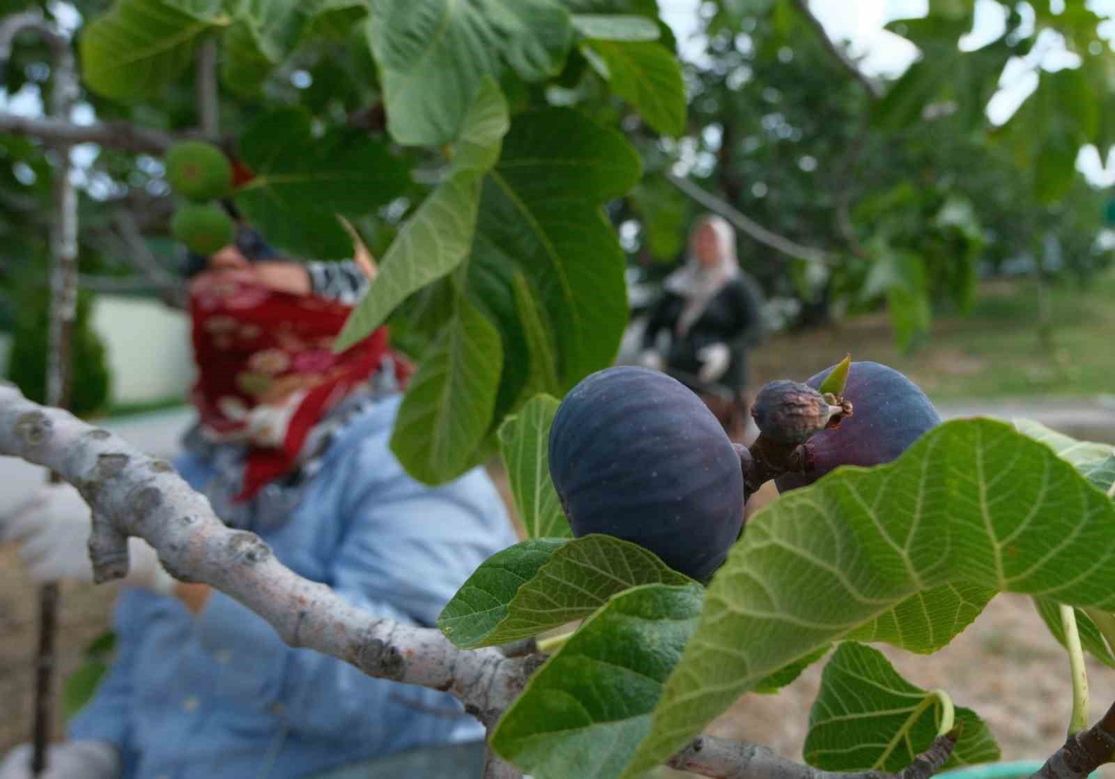 Kraliçe incirinde hasat ve ihracat başladı