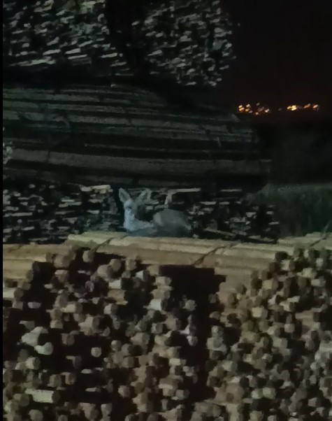 Palet üzerinde yatan tilkilere sitem etti: "Tüm gün yatmak olmaz, kümeslerden tavuk çalın"