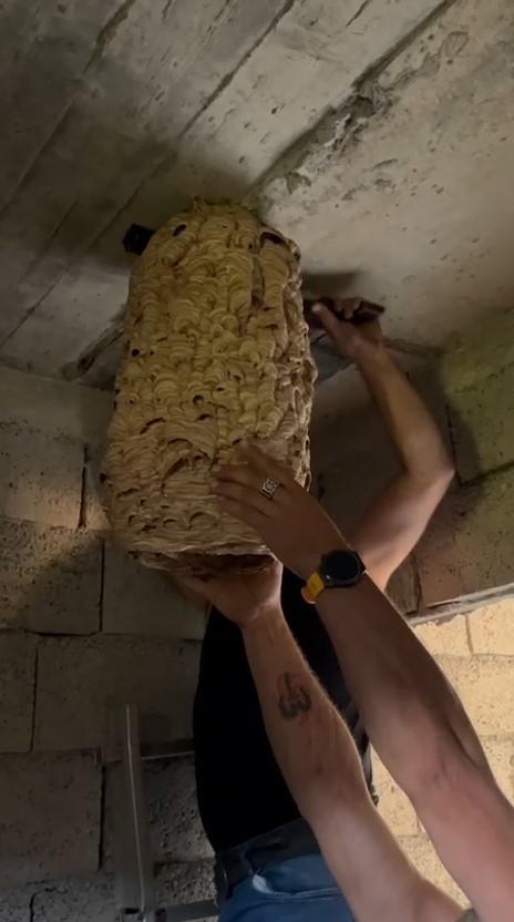 Dev arı yuvası g&ouml;renleri şaşırttı
