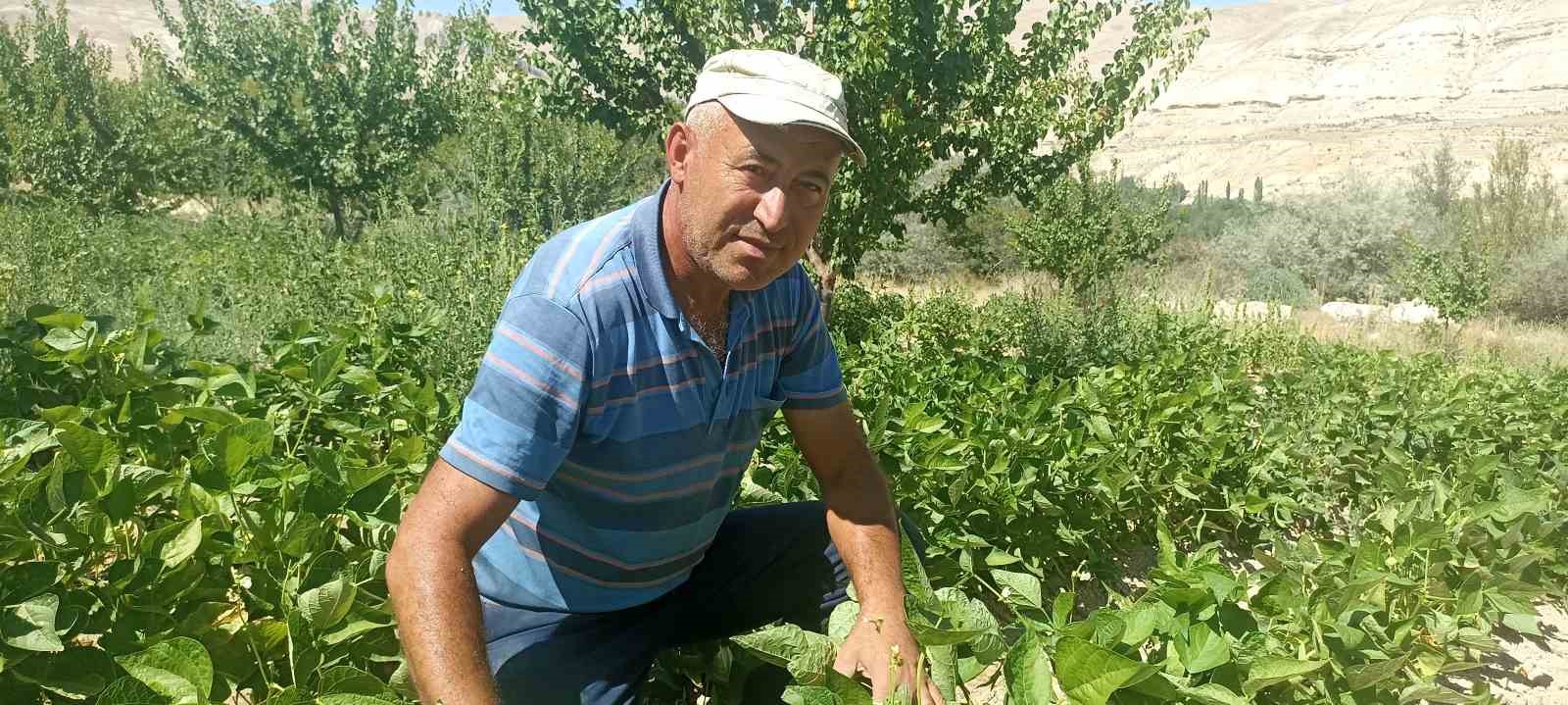 Kayısı meyve vermedi, &uuml;retici bah&ccedil;esine ata tohumu domates ekti
