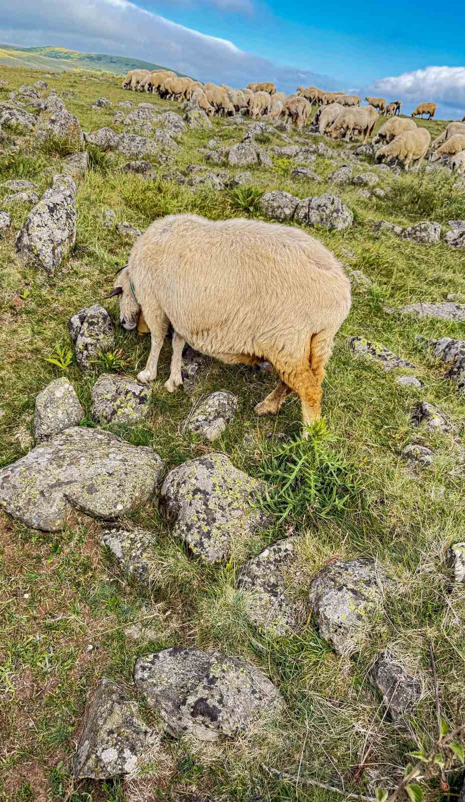 639 yıllık Tomağın Mezarlığı köylülerin hayvanlarına tuz taşı oldu
