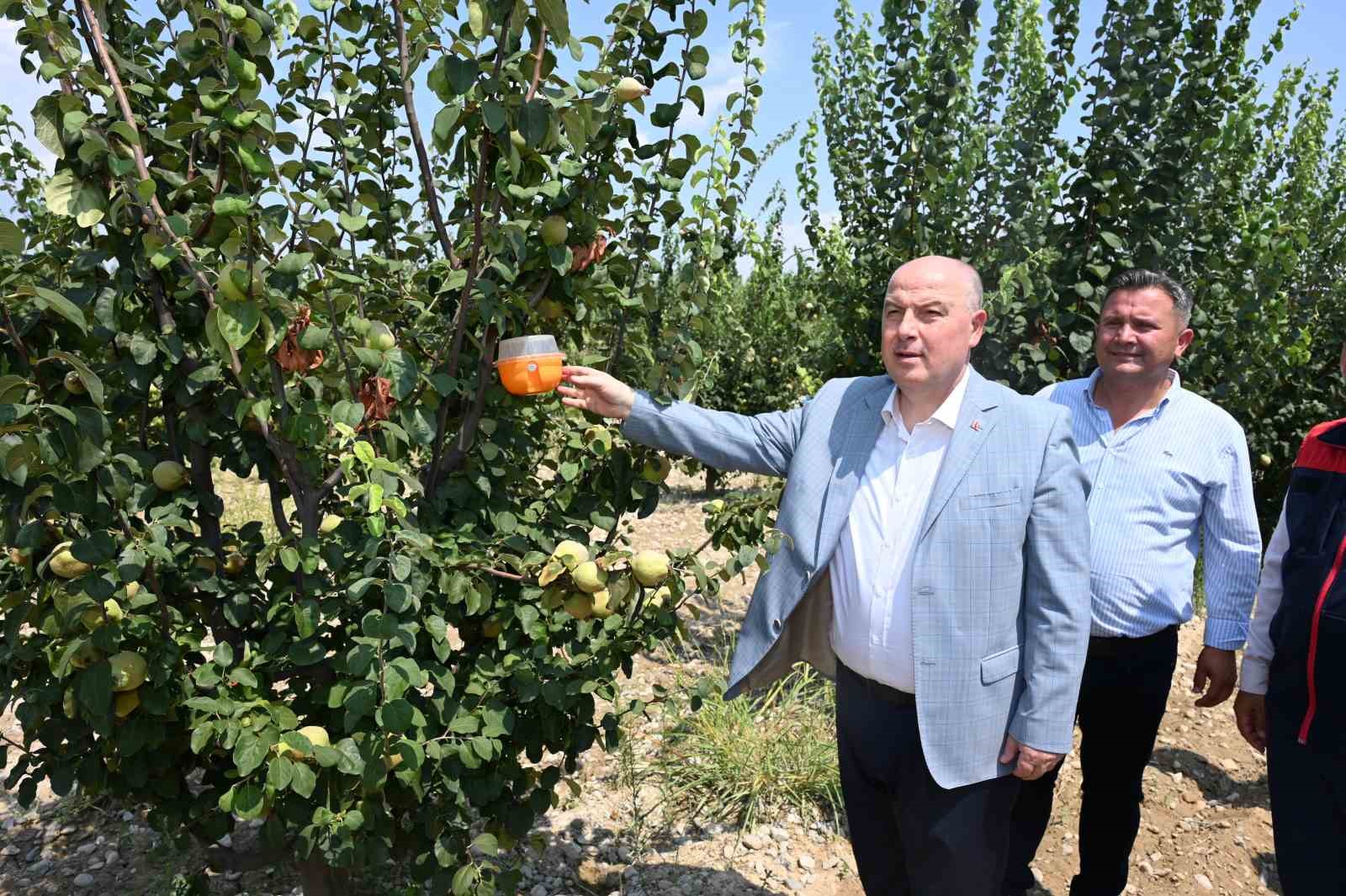 Ayva &uuml;retiminde kalıntısız tarım i&ccedil;in &uuml;reticilere tuzak dağıtıldı
