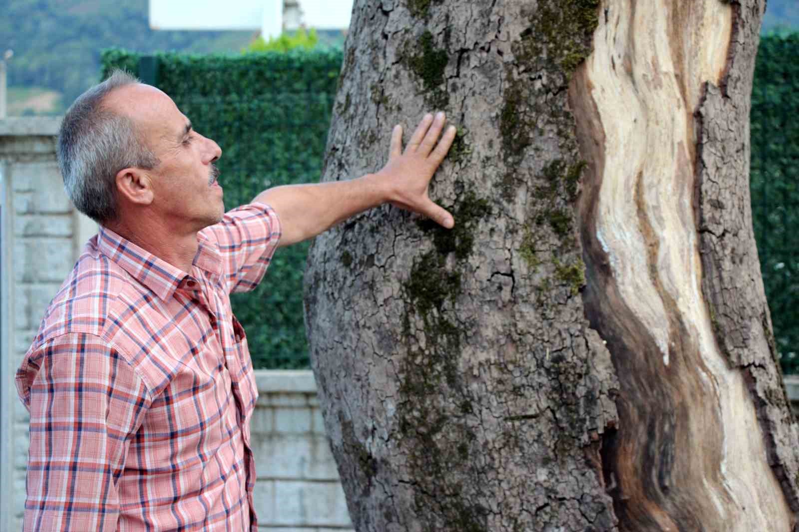 Sakarya’daki asırlık çınar ağaçları kuruyor