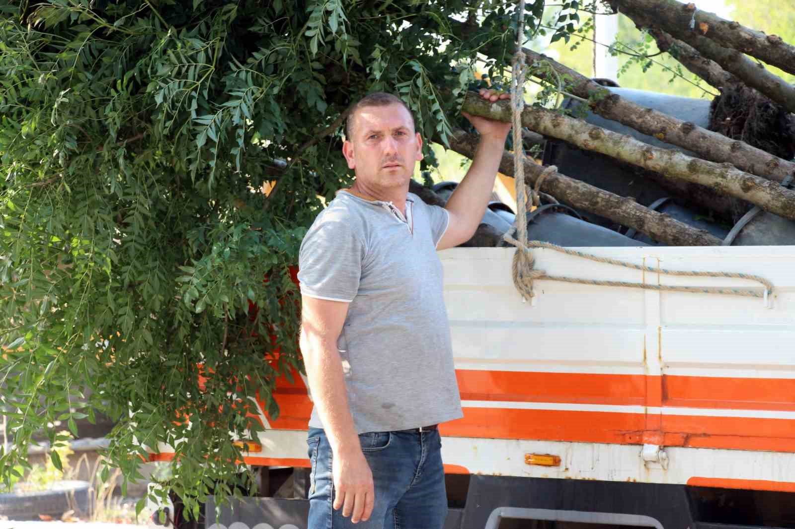 Sakarya&rsquo;daki asırlık &ccedil;ınar ağa&ccedil;ları kuruyor
