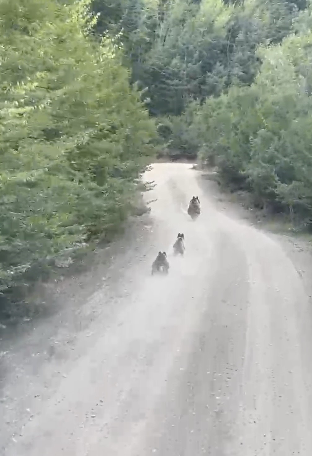 Seyir halindeki aracın önüne çıkan ayı ve yavruları kamerada