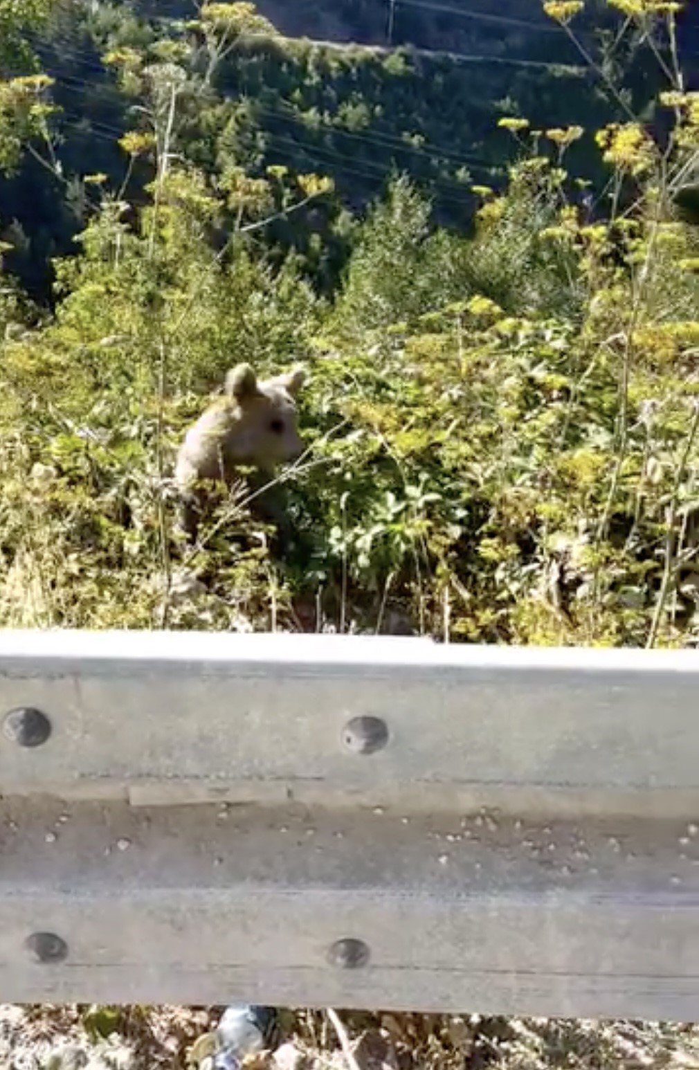 Seyir halindeki aracın önüne çıkan ayı ve yavruları kamerada