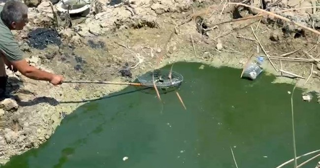 Sıcaktan dolayı kuruyan sazlıktaki balıklar telef olmaktan kurtarıldı