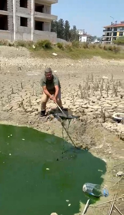 Sıcaktan dolayı kuruyan sazlıktaki balıklar telef olmaktan kurtarıldı

