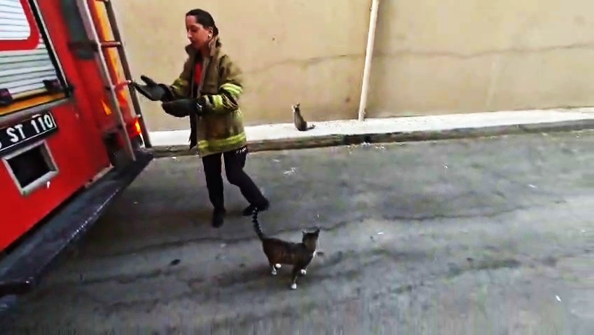 Karabük’te boş daire balkonunda mahsur kalan kedi kurtarıldı