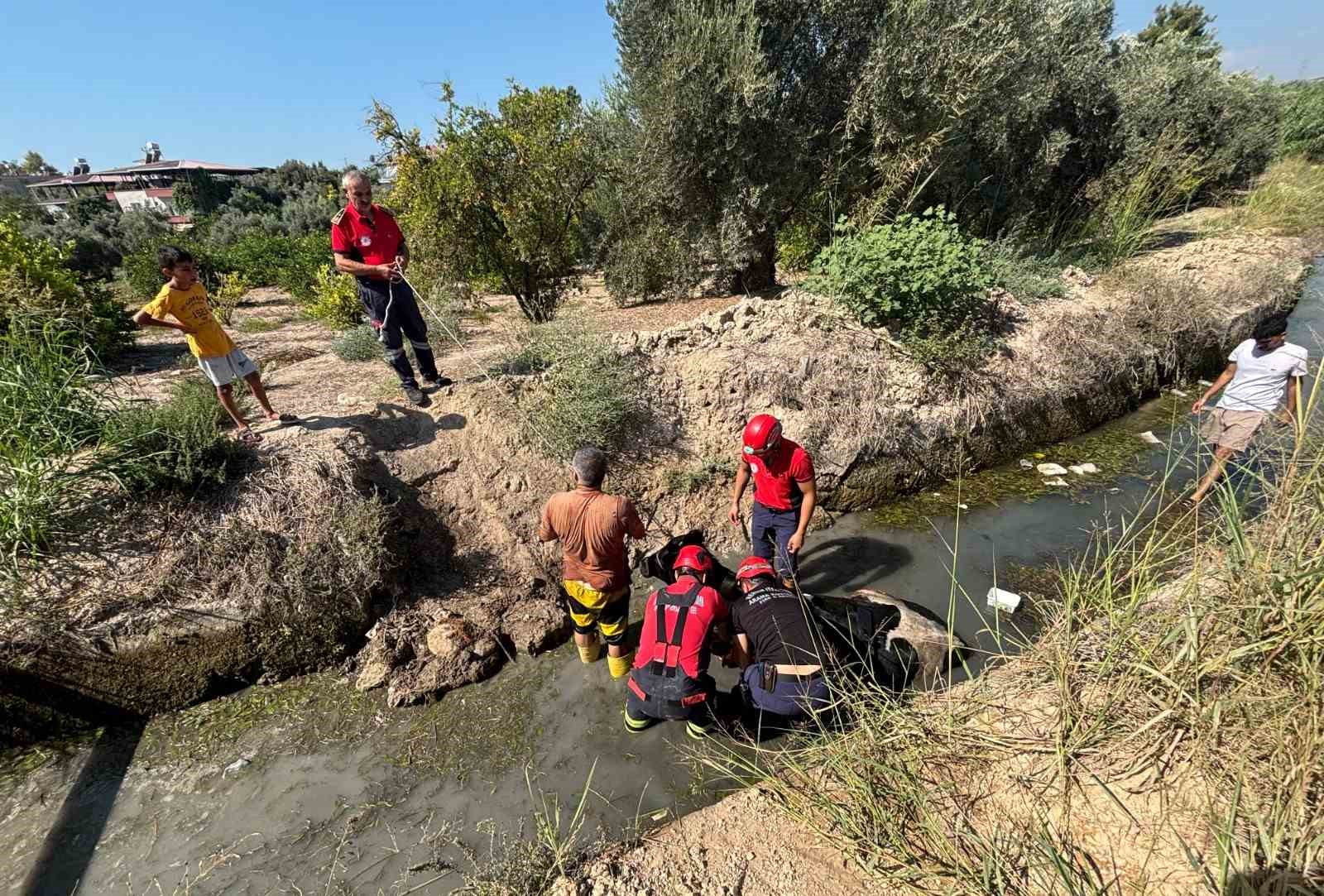 Sulama kanalına d&uuml;şen inek itfaiye ekiplerince kurtarıldı

