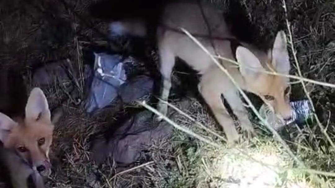 Tilki ile arıcının gülümseten anları: "Gel aşure yiyin gel"