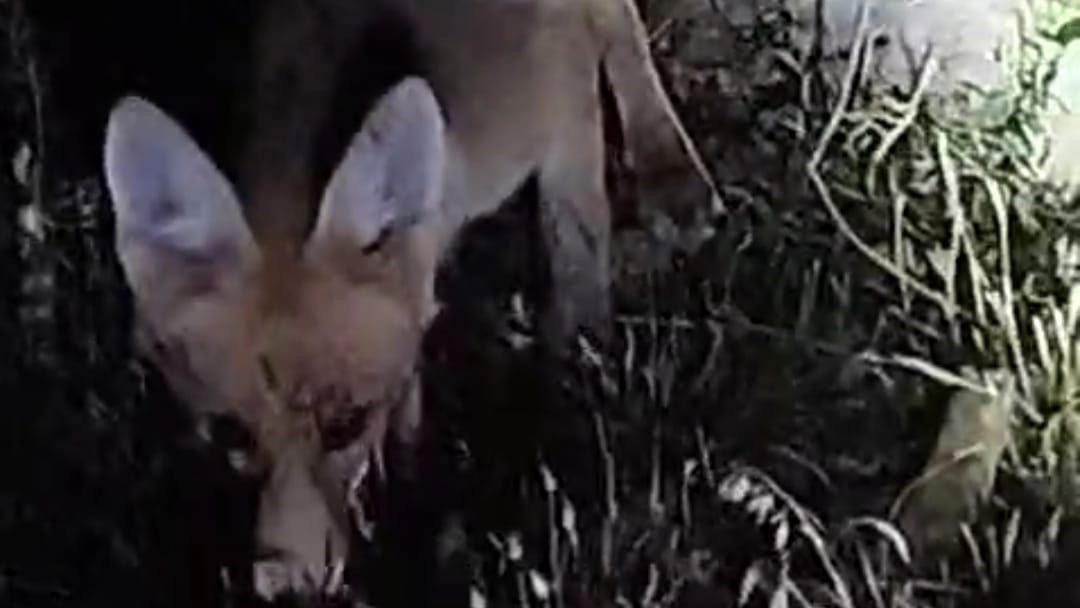 Tilki ile arıcının g&uuml;l&uuml;mseten anları: "Gel aşure yiyin gel"
