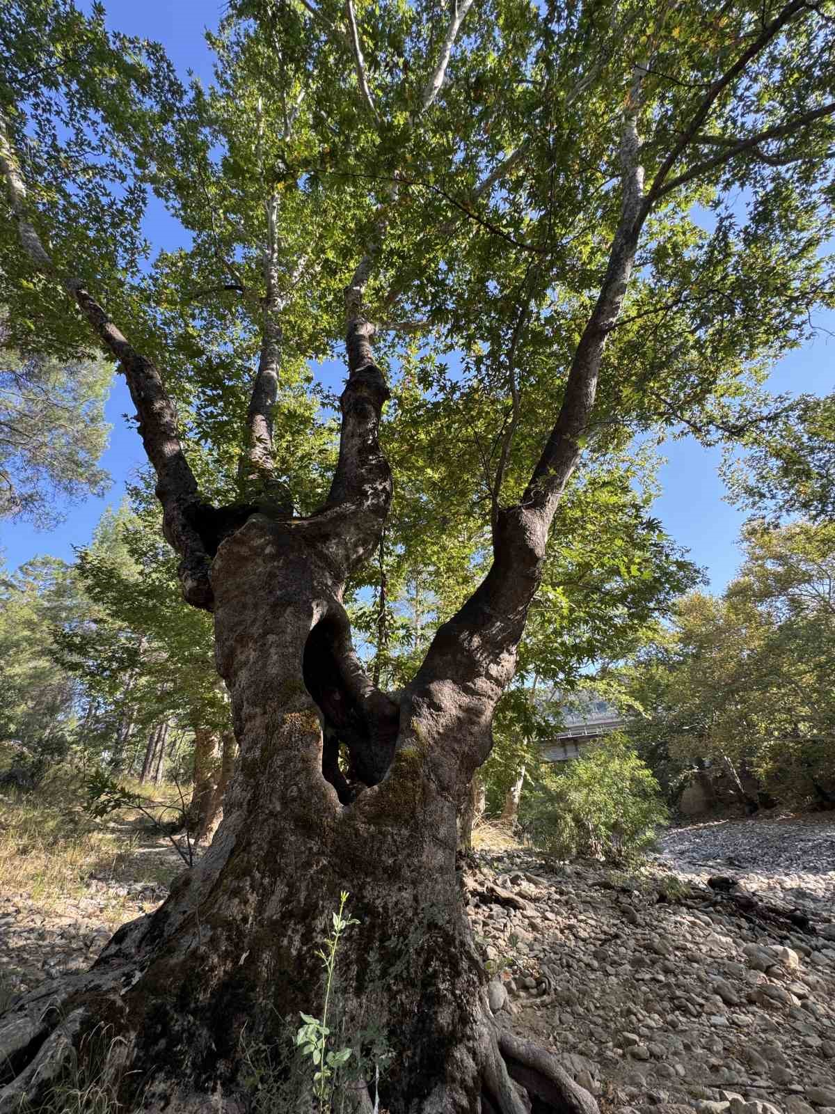 &Uuml;z&uuml;mdere Irmağı kuraklığa yenik d&uuml;şt&uuml;, eski halinden eser kalmadı
