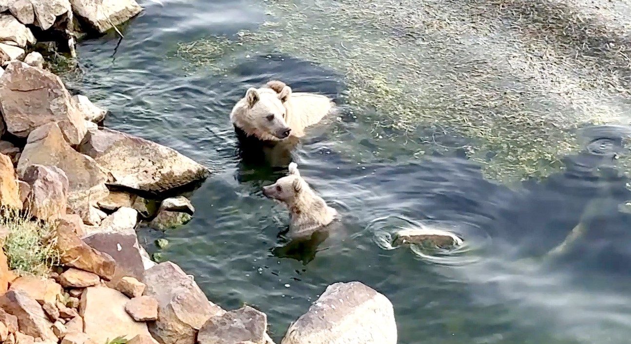 Sıcaktan bunalan ayılar kendilerini Nemrut’un serin sularına attı