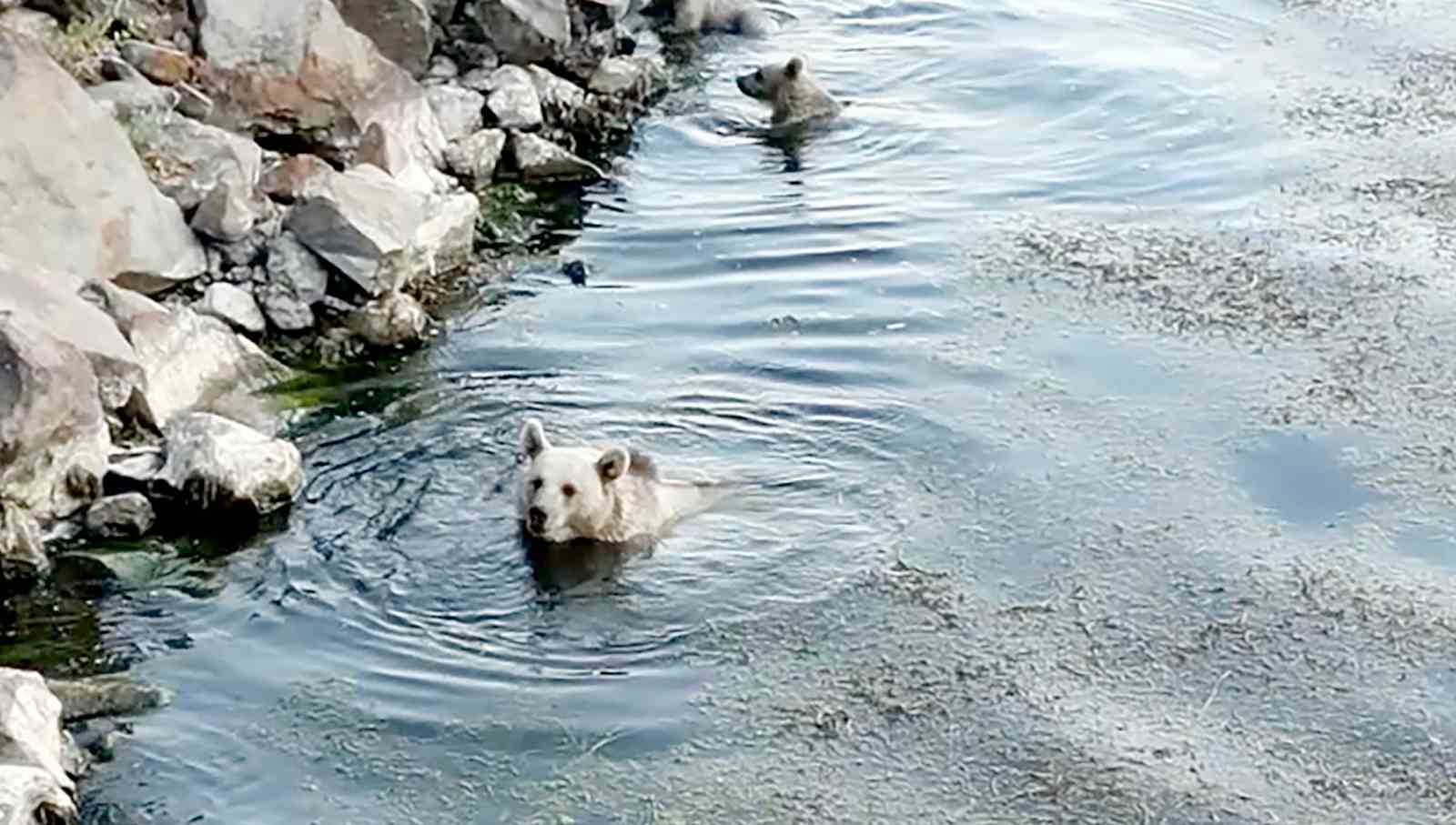 Sıcaktan bunalan ayılar kendilerini Nemrut&rsquo;un serin sularına attı
