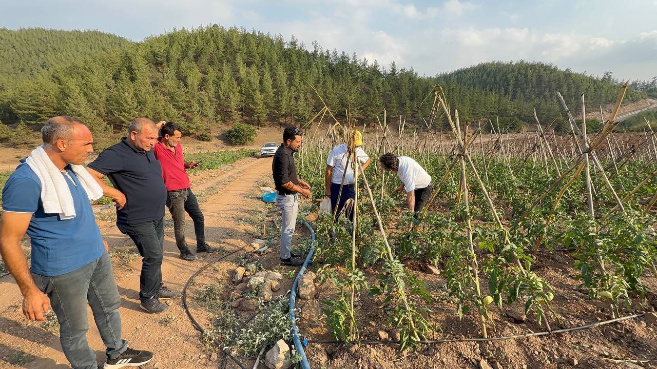 Adana’da atıl araziler domates üretim merkezi oldu