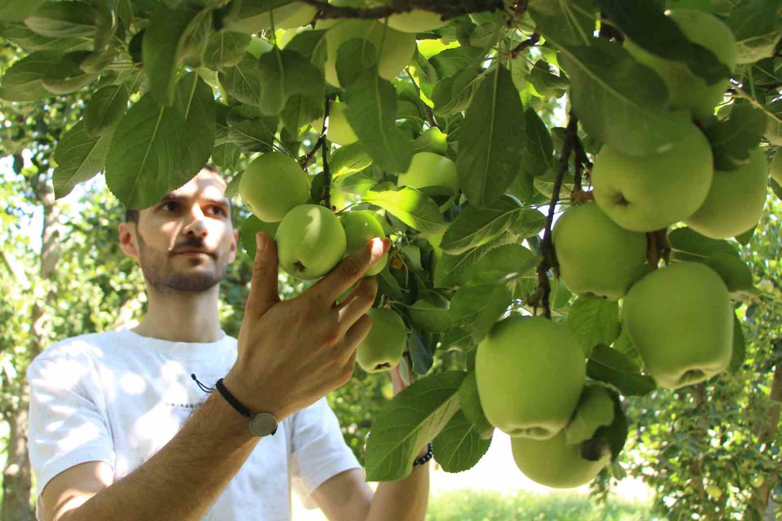 Elmalarını zirai dondan koruyan çiftçi hasada başladı: 80 ton rekolte bekliyor
