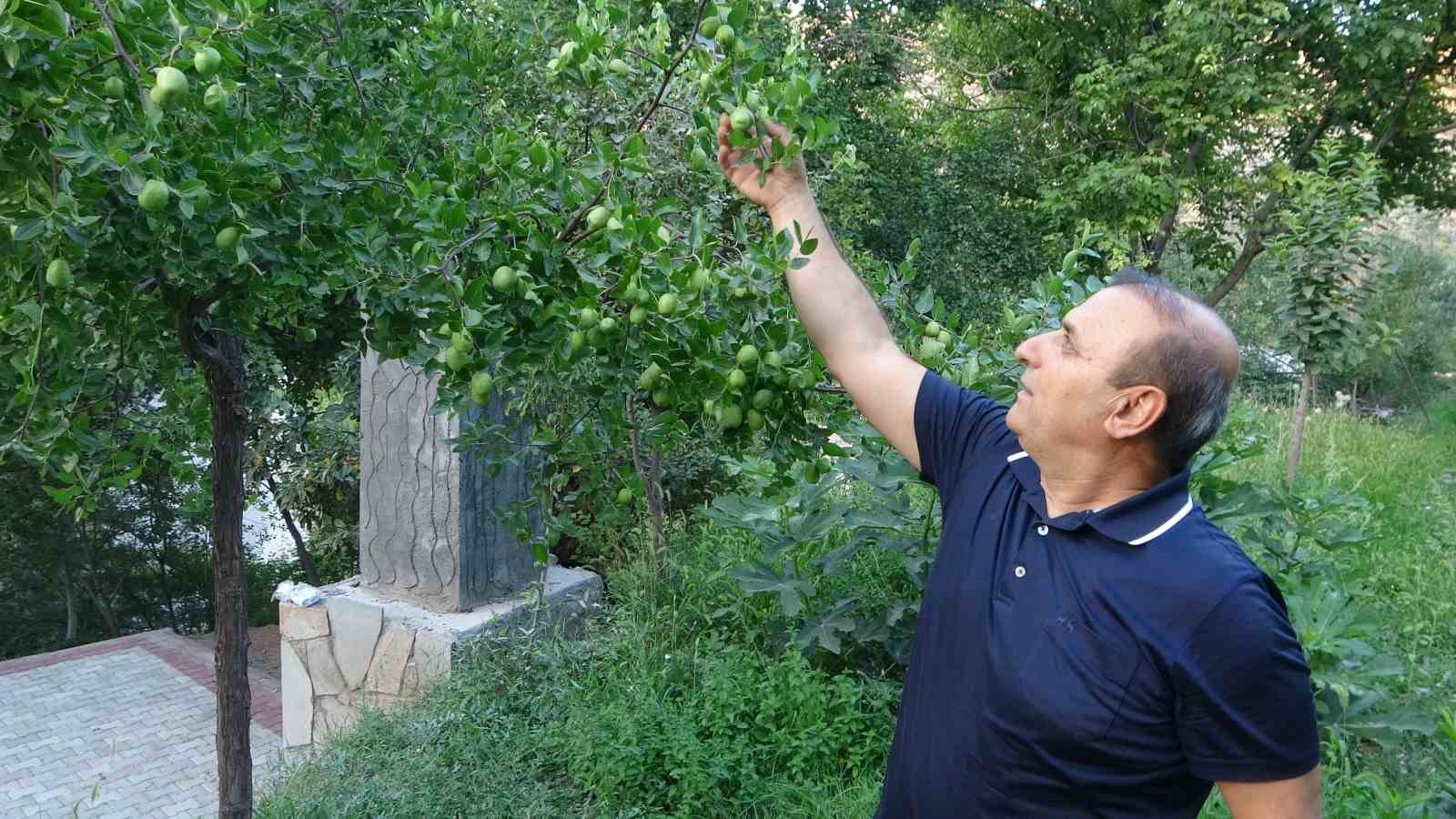 Malatya’da alternatif ürün hünnaptan yüksek verim alındı