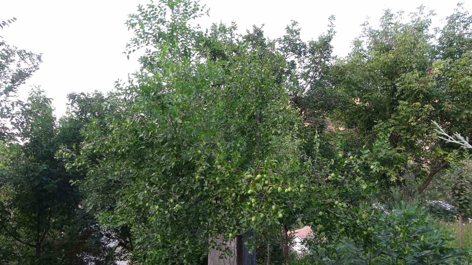 Malatya&rsquo;da alternatif &uuml;r&uuml;n h&uuml;nnaptan y&uuml;ksek verim alındı
