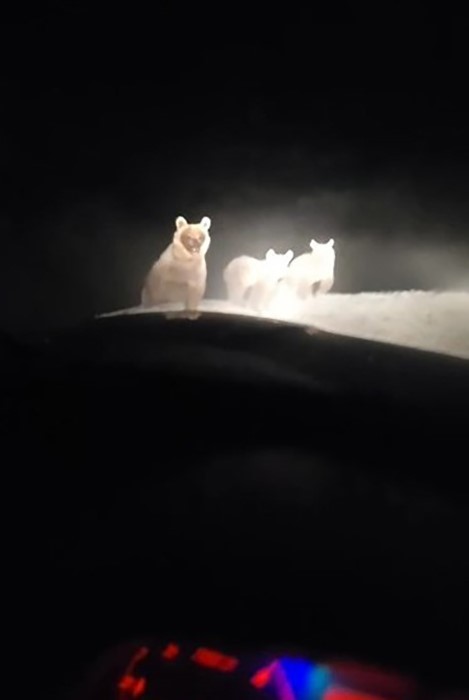 Hakkâri’de ayı ailesi görüntülendi