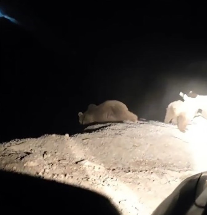 Hakk&acirc;ri&rsquo;de ayı ailesi g&ouml;r&uuml;nt&uuml;lendi
