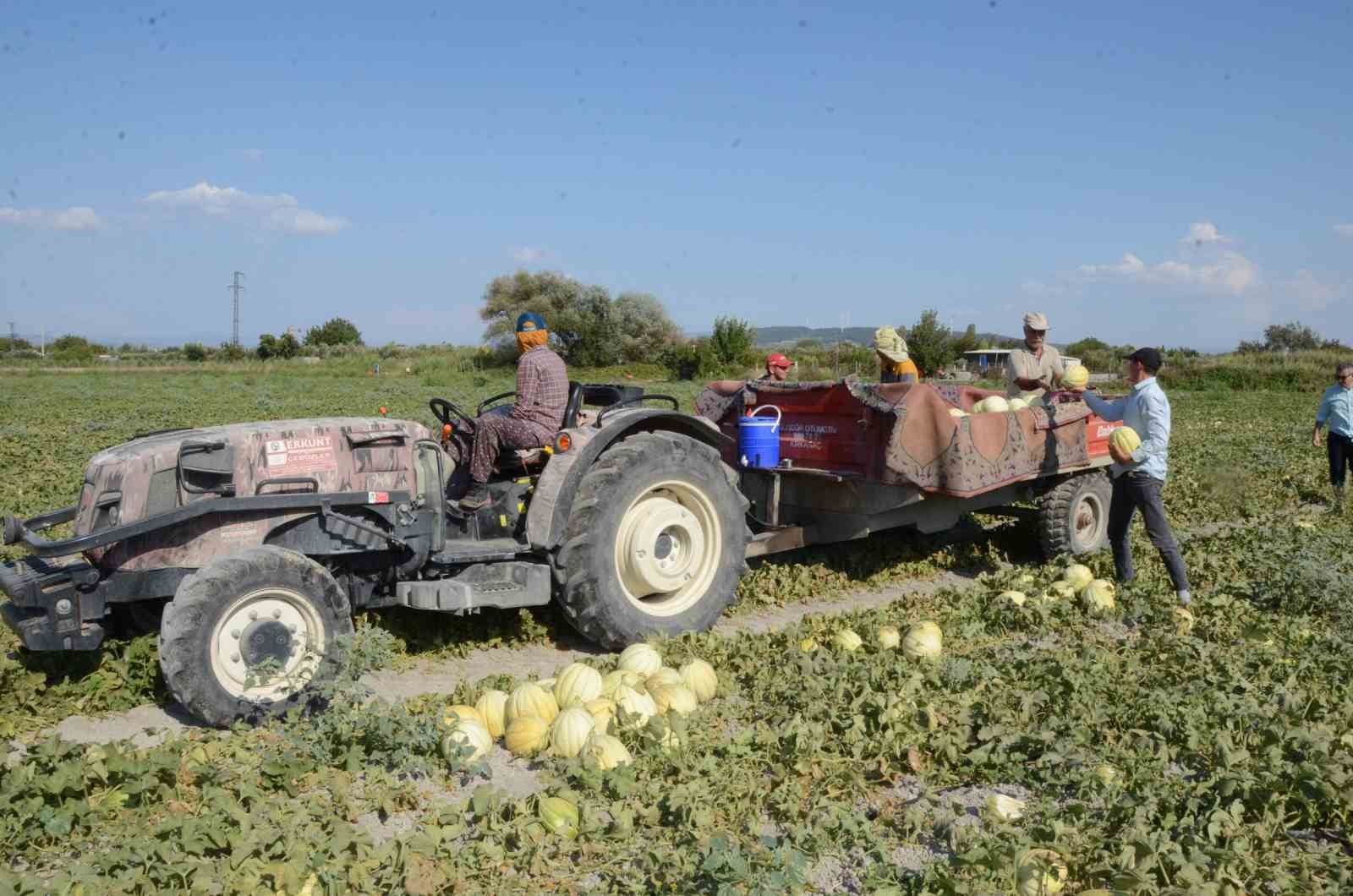 Türkiye, kavuna doyacak