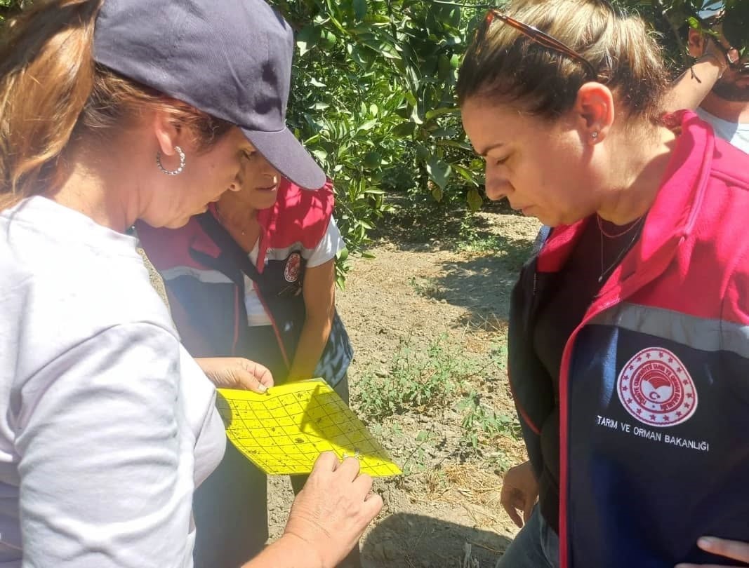 Aydın’da turunçgil yeşillenme hastalığına karşı çalışmalar sürüyor