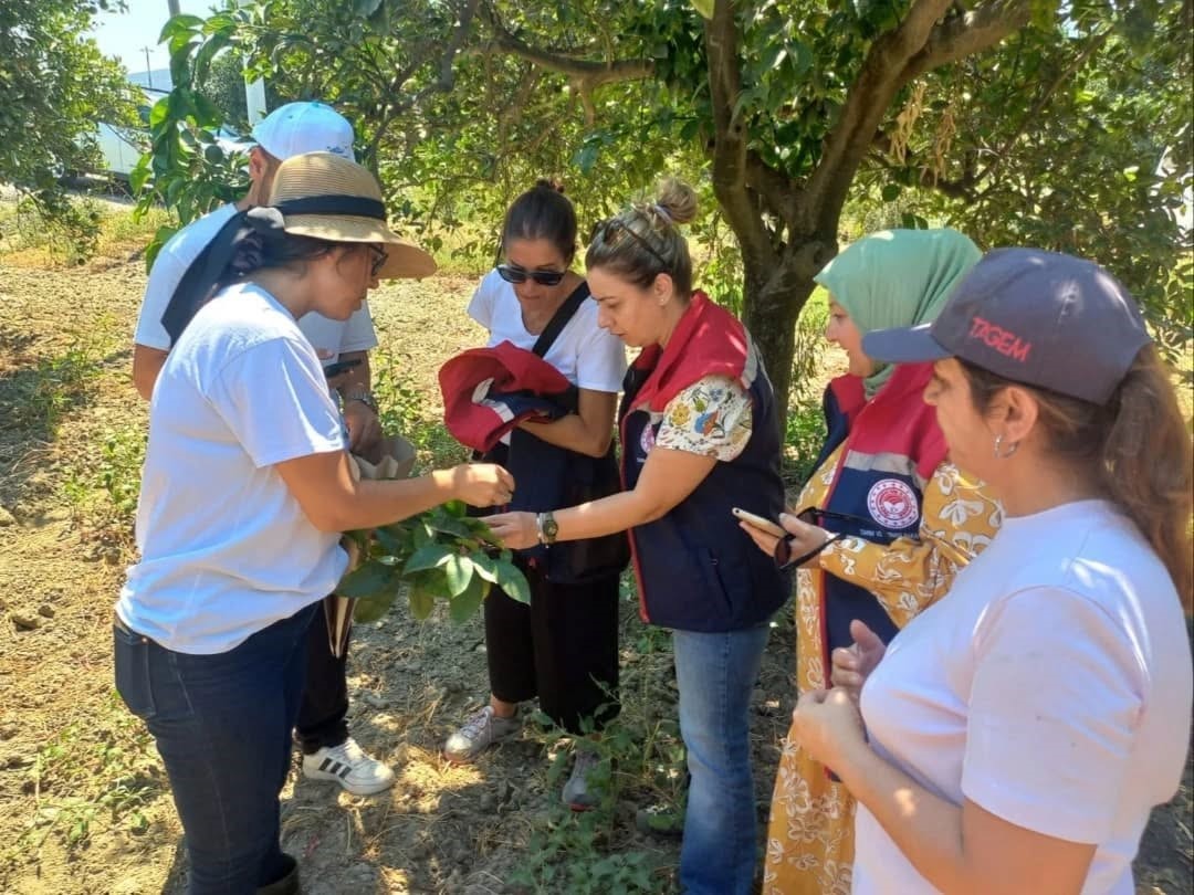 Aydın&rsquo;da turun&ccedil;gil yeşillenme hastalığına karşı &ccedil;alışmalar s&uuml;r&uuml;yor
