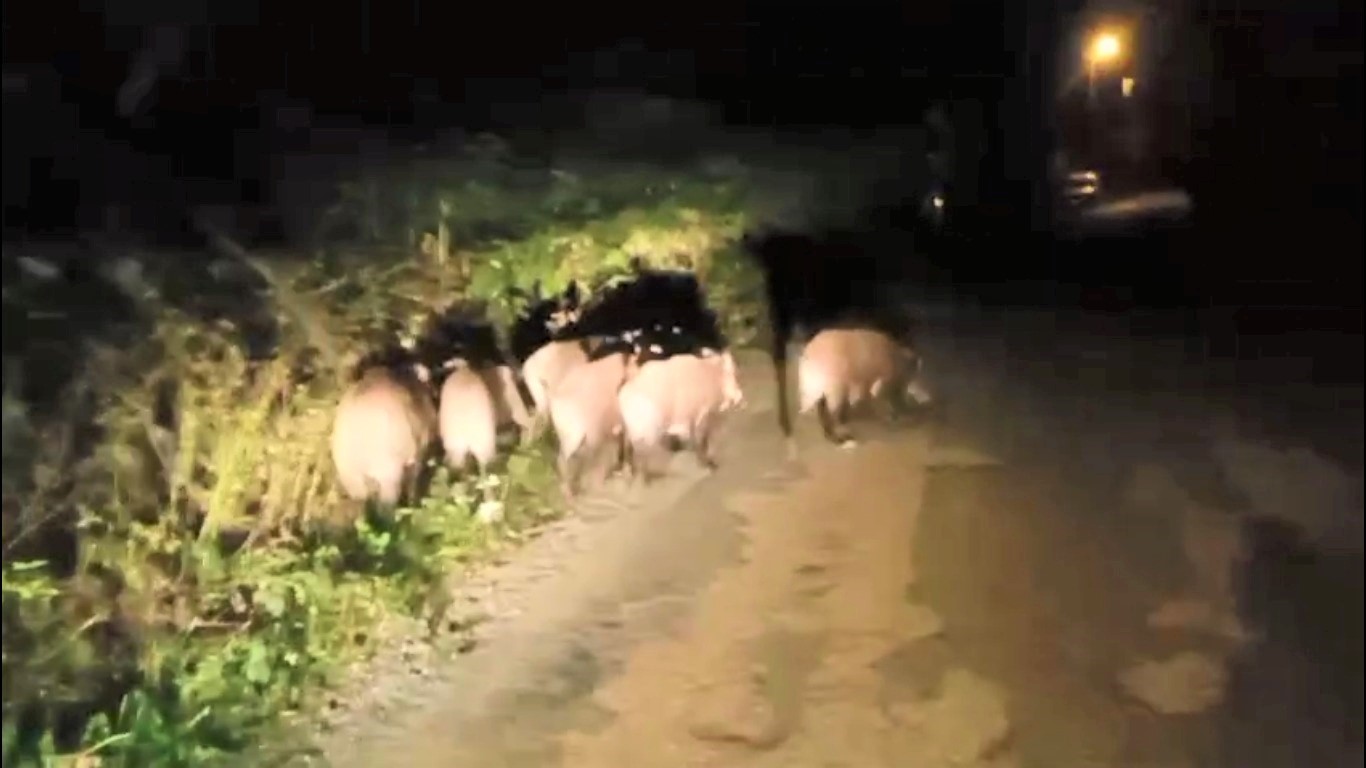 Ordu’da aç kalan domuz sürüsü mahalleye indi