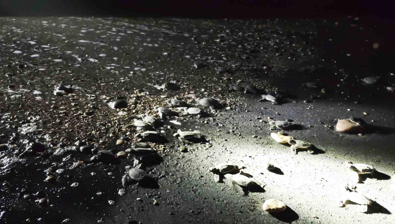 Mersin’de yönünü şaşıran yavru kaplumbağalar genç gönüllüler tarafından denize ulaştırılıyor