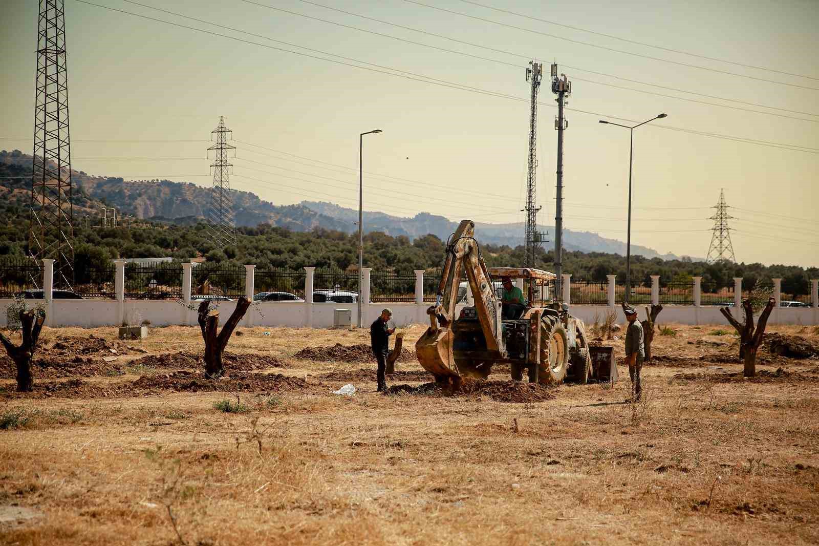 Üniversite kampüsündeki 6 tarihi zeytin ağacı yeni yerlerine taşındı