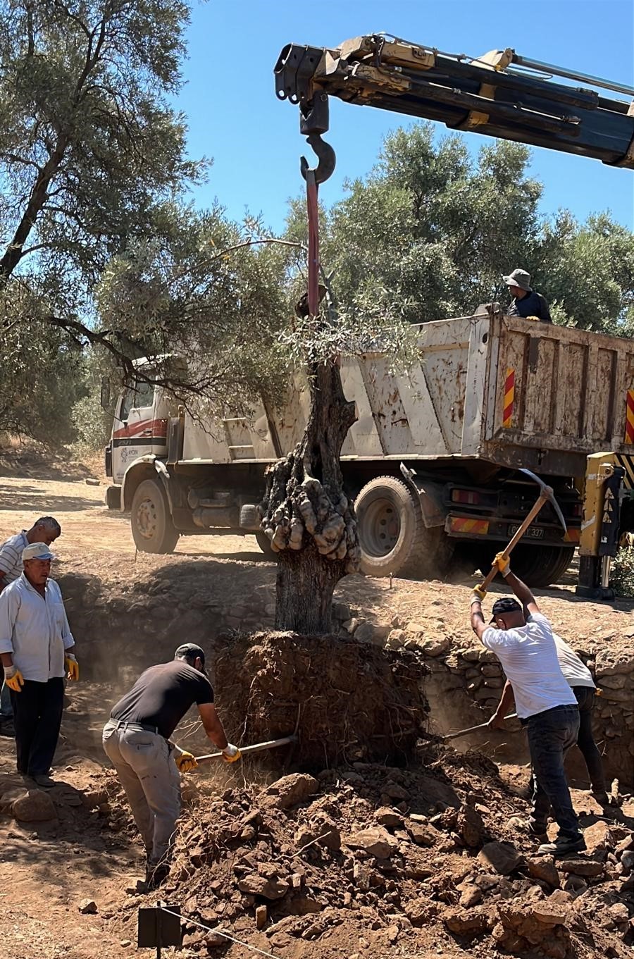 &Uuml;niversite kamp&uuml;s&uuml;ndeki 6 tarihi zeytin ağacı yeni yerlerine taşındı
