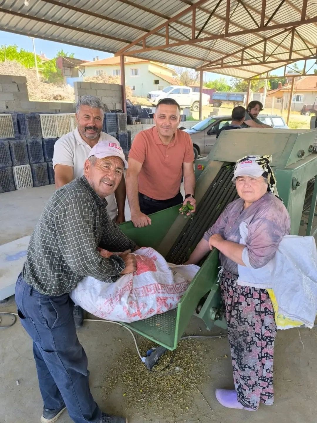 Dinar’da kornişon salatalık sezonu başladı