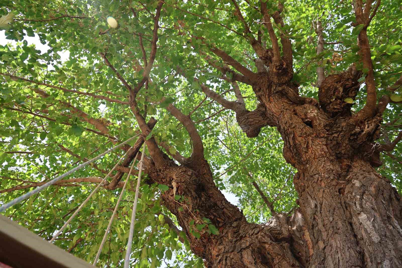 Elazığ’da 500 yıllık dut ağacı, yıllara meydan okuyor